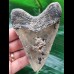 10.8 cm patterned tooth of the Megalodon