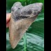 10.8 cm patterned tooth of the Megalodon
