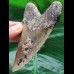 10.8 cm patterned tooth of the Megalodon