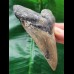 10.8 cm patterned tooth of the Megalodon