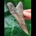 10.8 cm patterned tooth of the Megalodon