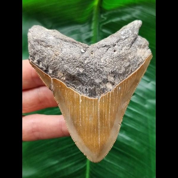 9.8 cm sharp tooth of the Megalodon