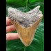 9.8 cm sharp tooth of the Megalodon