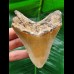 9.8 cm sharp tooth of the Megalodon
