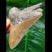 9.8 cm sharp tooth of the Megalodon