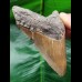 9.8 cm sharp tooth of the Megalodon