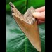 9.8 cm sharp tooth of the Megalodon