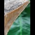 9.8 cm sharp tooth of the Megalodon