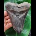 13,5 cm massiver, scharfer und dunkler Zahn des Megalodon