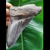 13,5 cm massiver, scharfer und dunkler Zahn des Megalodon
