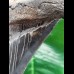 13,5 cm massiver, scharfer und dunkler Zahn des Megalodon