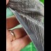 13,5 cm massiver, scharfer und dunkler Zahn des Megalodon
