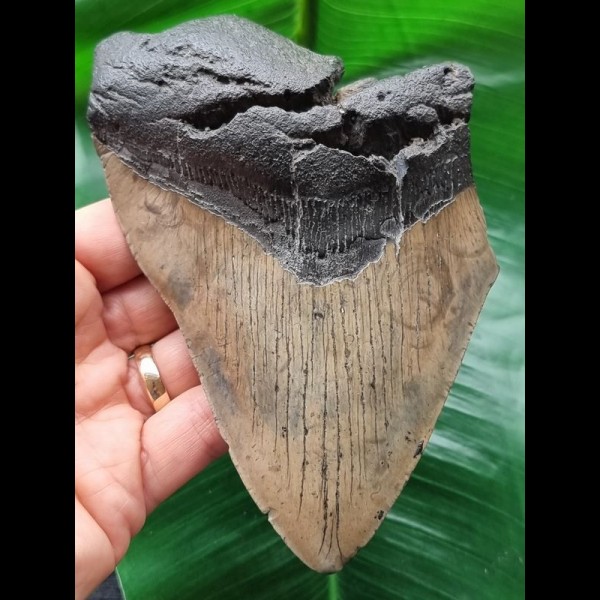 13.8 cm massive tooth of the Megalodon