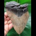 13.8 cm massive tooth of the Megalodon
