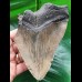 13.8 cm massive tooth of the Megalodon