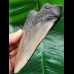 13.8 cm massive tooth of the Megalodon