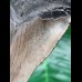 13.8 cm massive tooth of the Megalodon