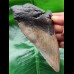 13.8 cm massive tooth of the Megalodon