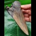13.8 cm massive tooth of the Megalodon