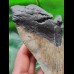 13.8 cm massive tooth of the Megalodon