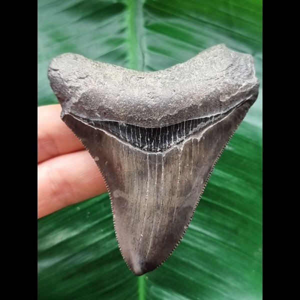 8.5 cm dark tooth of the Megalodon