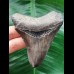 8.5 cm dark tooth of the Megalodon