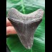 8.5 cm dark tooth of the Megalodon