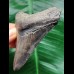 8.5 cm dark tooth of the Megalodon