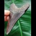 8.5 cm dark tooth of the Megalodon