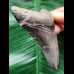 8.5 cm dark tooth of the Megalodon