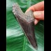 8.5 cm dark tooth of the Megalodon
