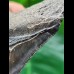 8.5 cm dark tooth of the Megalodon