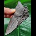 11,3 cm dunkles Zahn-Fragment des Megalodon