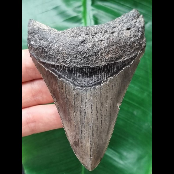 10.2 cm large sharp tooth of the Megalodon