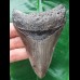 10.2 cm large sharp tooth of the Megalodon