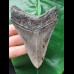 10.2 cm large sharp tooth of the Megalodon