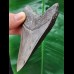 10.2 cm large sharp tooth of the Megalodon
