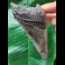 10.2 cm large sharp tooth of the Megalodon