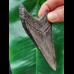 10.2 cm large sharp tooth of the Megalodon