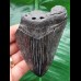 9.4 cm shiny black tooth of the Megalodon