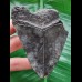 9.4 cm shiny black tooth of the Megalodon