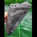 9.4 cm shiny black tooth of the Megalodon