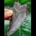 9.4 cm shiny black tooth of the Megalodon