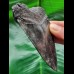 9.4 cm shiny black tooth of the Megalodon