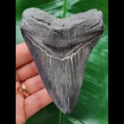11,1 cm dunkler Zahn des Megalodon mit scharfer Zahnung
