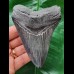 11.1 cm dark tooth of Megalodon with sharp teeth