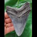 11.1 cm dark tooth of Megalodon with sharp teeth