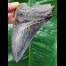 11.1 cm dark tooth of Megalodon with sharp teeth
