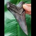 11.1 cm dark tooth of Megalodon with sharp teeth