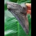 11.1 cm dark tooth of Megalodon with sharp teeth